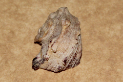Angaria delphinus