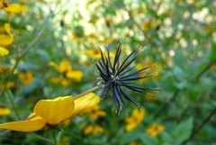 Bidens bicolor