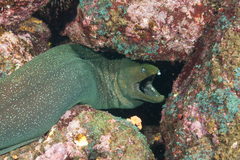 Gymnothorax dovii