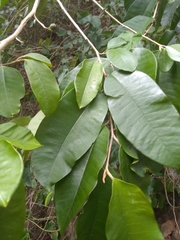 Chrysophyllum argenteum