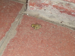 Hyperolius marmoratus marmoratus