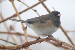 Junco hyemalis oreganus × mearnsi