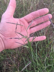 Eriochloa pseudoacrotricha