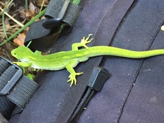 Naultinus stellatus