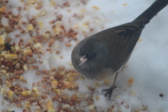 Junco hyemalis oreganus × mearnsi