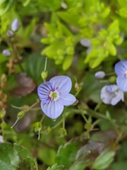 Veronica petraea