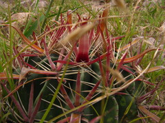 Ferocactus latispinus