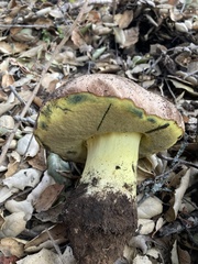 Butyriboletus querciregius