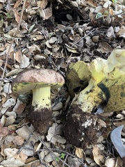 Butyriboletus querciregius