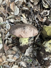 Butyriboletus querciregius