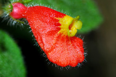 Pachycaulos nummularia