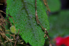 Pachycaulos nummularia