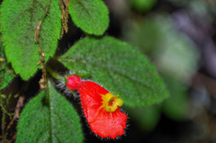 Pachycaulos nummularia