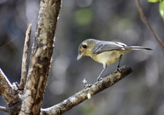 Vireo gundlachii