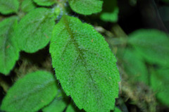 Pachycaulos nummularia