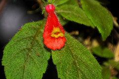 Pachycaulos nummularia