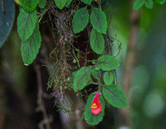 Pachycaulos nummularia