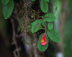 Pachycaulos nummularia