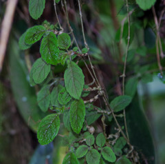 Pachycaulos nummularia