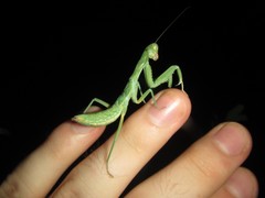 Sphodropoda quinquedens
