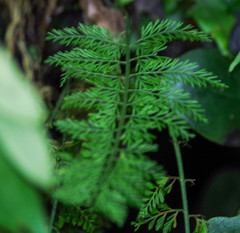Hymenophyllales