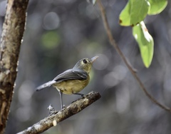 Vireo gundlachii