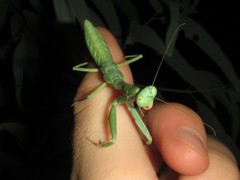 Sphodropoda quinquedens