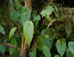 Pleurothallis epiglottis