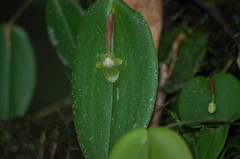 Pleurothallis epiglottis