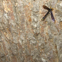 Megarhyssa atrata