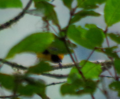 Euphonia xanthogaster