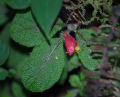 Pachycaulos nummularia