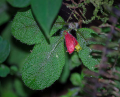 Pachycaulos nummularia