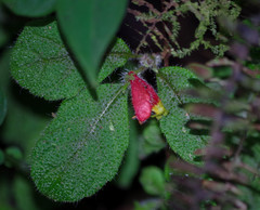 Pachycaulos nummularia