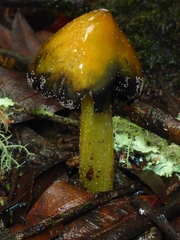 Hygrocybe