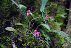 Masdevallia nidifica
