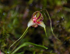 Masdevallia nidifica
