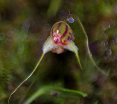 Masdevallia nidifica