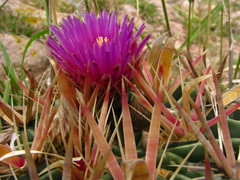 Ferocactus latispinus