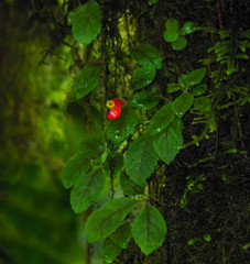 Pachycaulos nummularia