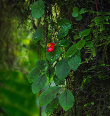 Pachycaulos nummularia