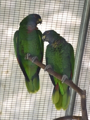 Amazona arausiaca