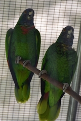 Amazona arausiaca