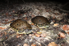 Trachemys venusta venusta