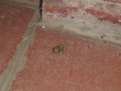 Hyperolius marmoratus marmoratus