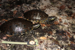Trachemys venusta venusta