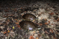 Trachemys venusta venusta