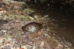 Trachemys venusta venusta