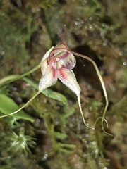 Masdevallia nidifica
