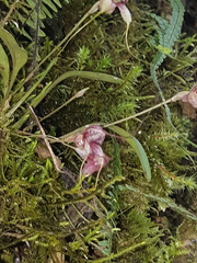 Masdevallia nidifica